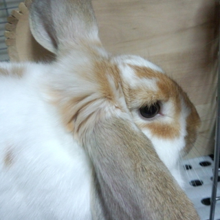 人なつっこいロップイヤー