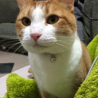 雑種猫3歳オス 去勢済み よく懐きます