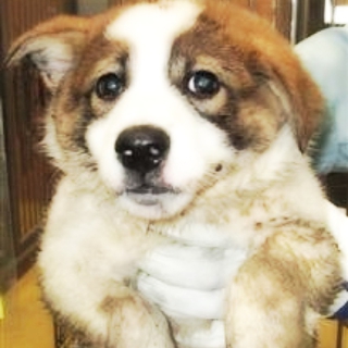 白茶mix子犬の男の子