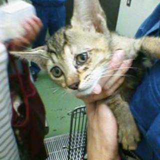 助けて！色々子猫★1泊だけの期限★緊急★里親登録0