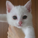 マイペースな姫ねこです