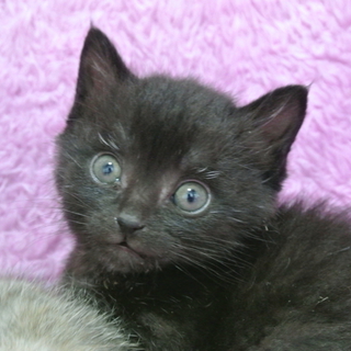 元気いっぱい黒猫の男の子♪