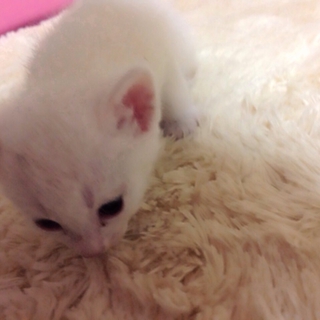 生後3週間 子猫の里親さん募集オス•メス10匹