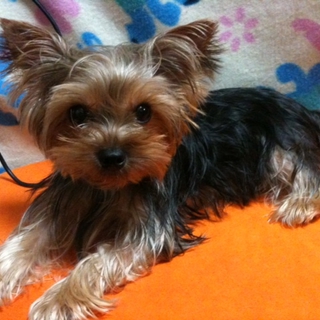とっても可愛いヨーキーの女の子です。