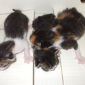 2014年4月20日生まれの子猫三匹！