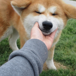秋田犬仔犬
