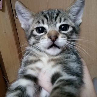 パパとママが見つかりました！