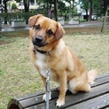 公園に捨てられていた１４頭の子達のうちの１頭です。