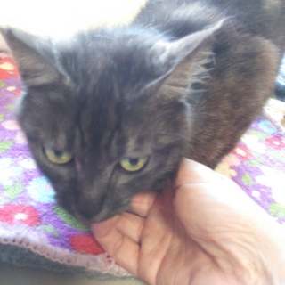 人懐こい性格のよい黒猫ちゃん♡