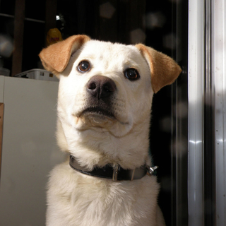 昔ながらの外飼い犬の里親募集です