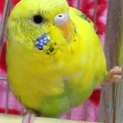 セキセイインコ里親募集