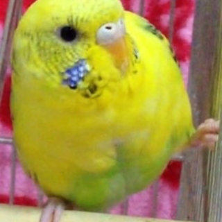 セキセイインコ里親募集