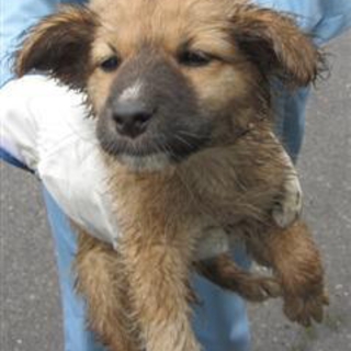 茶黒mix子犬の男の子