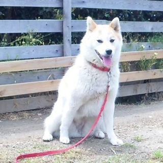 人にも犬にもフレンドリーな、美麗柴犬ミックス
