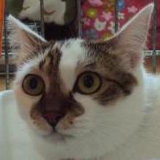 成猫だってなれるし、かわいいよ～♡