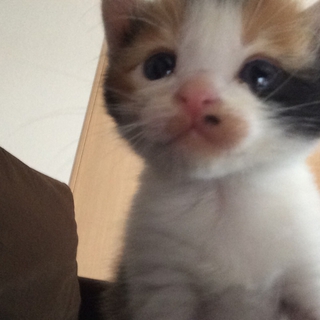 ★子猫の里親募集中です★