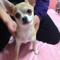 チワワ ♀