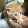 茶トラの子猫 メス3匹 オス1匹 サムネイル4