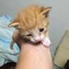茶トラの子猫 メス3匹 オス1匹 サムネイル2
