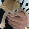 茶トラの子猫 メス3匹 オス1匹 サムネイル5