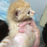 茶トラの子猫 メス3匹 オス1匹 サムネイル3