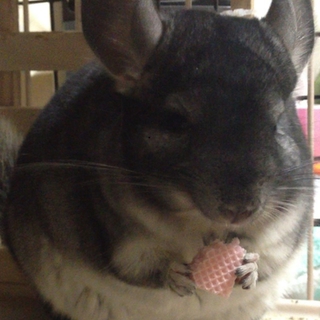 1歳のチンチラ譲ります