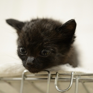 黒猫　子猫のルーファス　イケにゃん里親募集