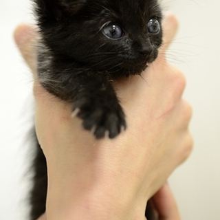 黒猫　子猫のジェニーちゃん　