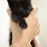 黒猫　子猫のジェニーちゃん　 サムネイル2