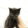 黒猫　子猫のジェニーちゃん　 サムネイル3
