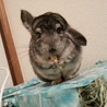 一時募集停止 サムネイル3