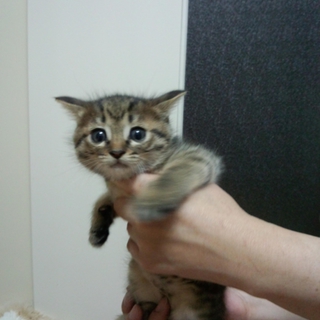 茶黒もふもふ　おっとりさん