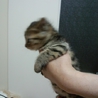 茶黒もふもふ　おっとりさん サムネイル3
