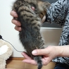 茶黒もふもふ　少し気が強い子 サムネイル3