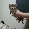 茶黒もふもふ　少し気が強い子 サムネイル2