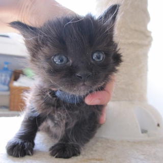 もふもふの黒猫　もおくん　１ヶ月　動画あります