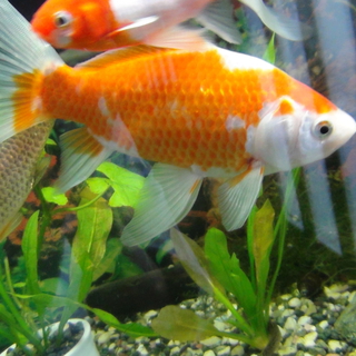 金魚里親募集