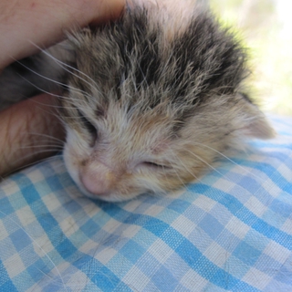 かわいい三毛猫　はるなちゃん　