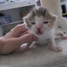 かわいい三毛猫　はるなちゃん　 サムネイル5