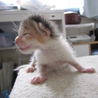 かわいい三毛猫　はるなちゃん　 サムネイル7