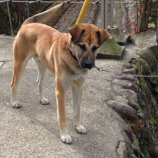 紀州犬「ボス」の飼い主を探しています。
