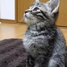 キジトラ　子猫のがんちゃん　里親募集 サムネイル3