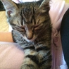 キジトラ　子猫のがんちゃん　里親募集 サムネイル2