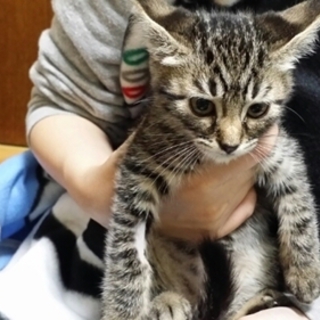 キジトラ　子猫のがんちゃん　里親募集
