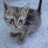 生後1か月の子猫たち サムネイル2
