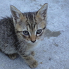 生後1か月の子猫たち サムネイル3