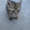 生後1か月の子猫たち サムネイル4