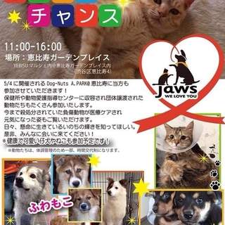 恵比寿ガーデンプレイス譲渡会に参加する子犬たち