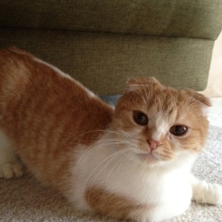 可愛らしいメス猫ちゃん 三歳