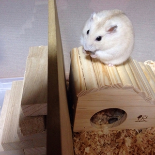 ハムスター 至急